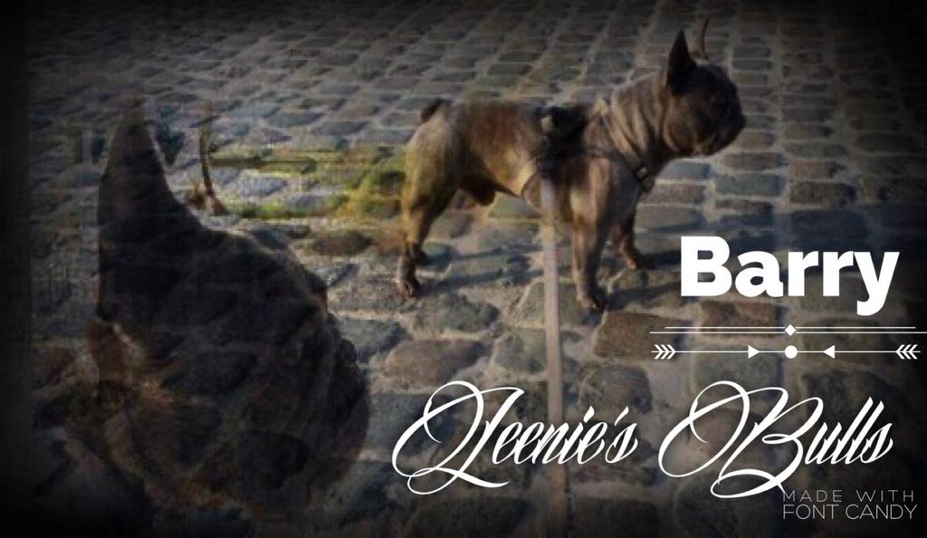Gebeurt schedel Vulgariteit Leenie's Bulls - Royal Canin Breeders