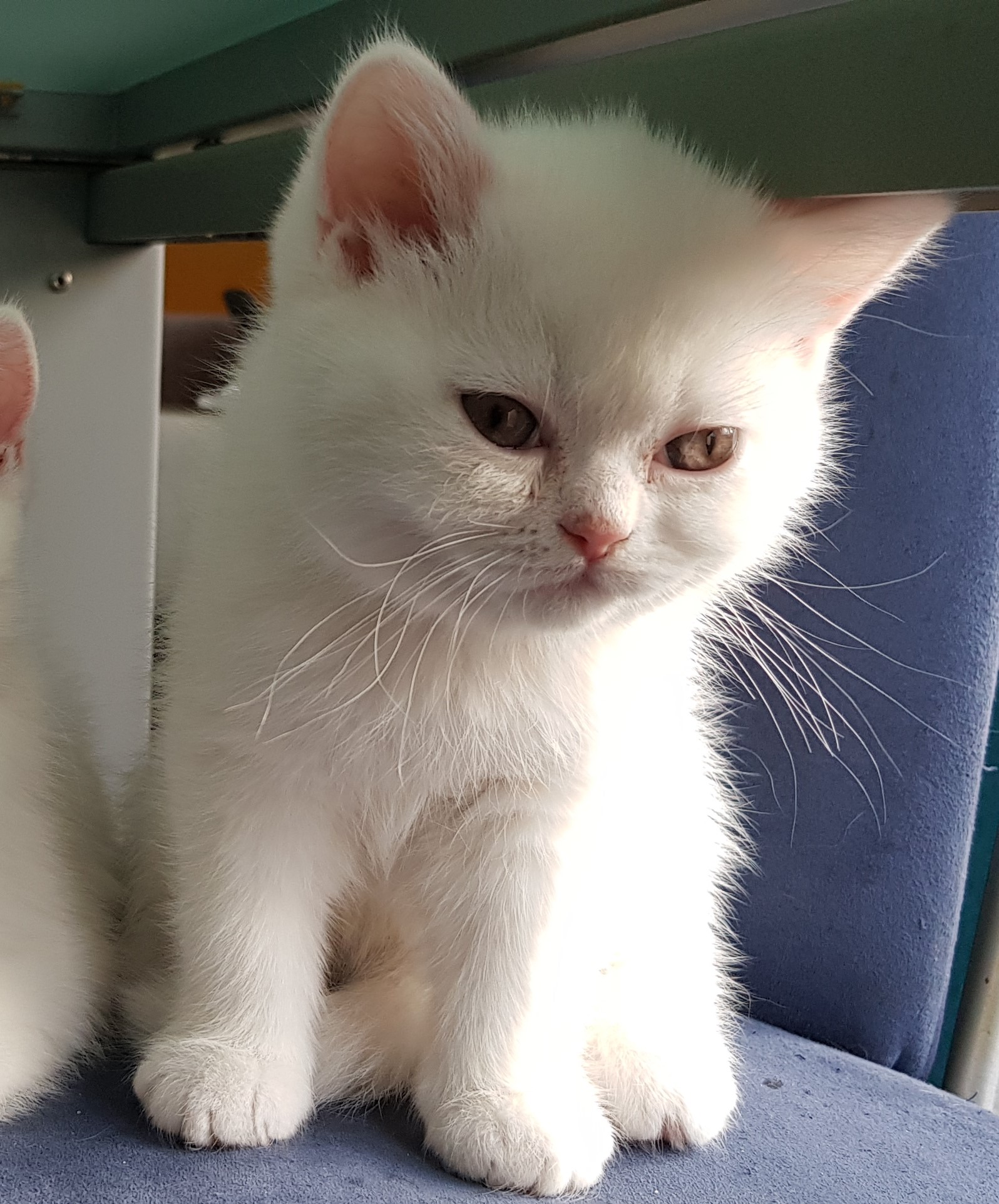 Les Chatons A Adopté Royal Canin Breeders