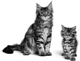 bizon Stralend weigeren Van schattige kitten tot sterke volwassen kat - Advies - ROYAL CANIN©