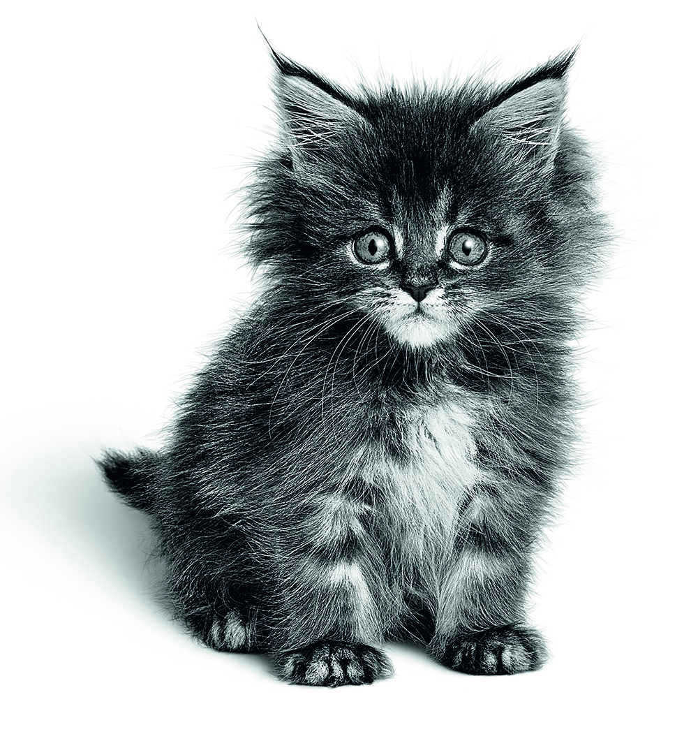 Welsprekend het ergste Gepolijst Tips om uw kitten goed voorbereid thuis te verwelkomen - Advies - ROYAL  CANIN©