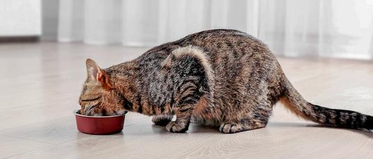 Comment nourrir votre chat : conseils d'alimentation